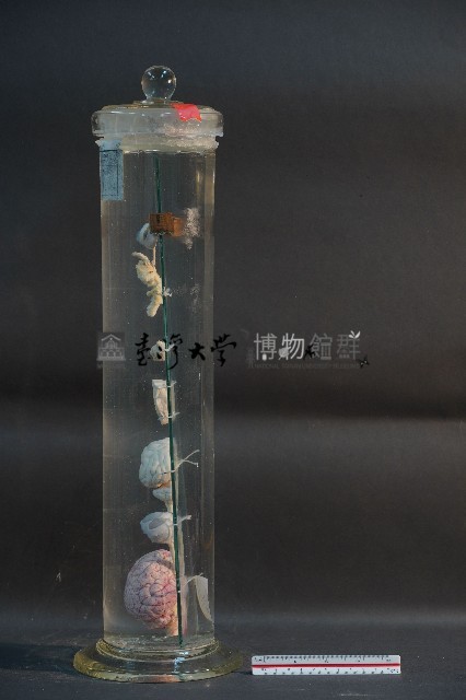 犬之腦 / 腦髓(犬)藏品圖，第2張