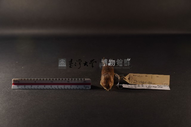 小家鼠藏品圖，第2張