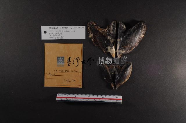 朱紅鶯蛤藏品圖，第2張