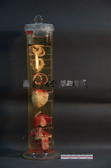 犬之心臟藏品圖，第2張