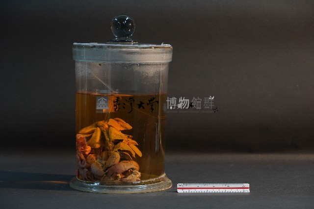 哺乳類的內部器官藏品圖，第2張