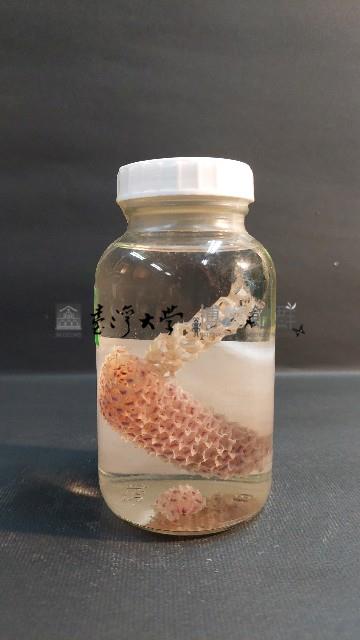 偕老同穴藏品圖，第2張