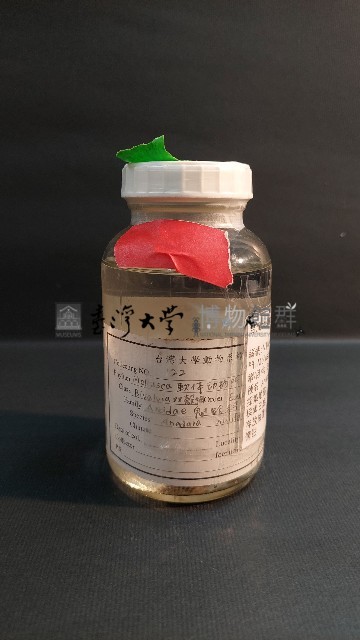 鞋魁蛤藏品圖，第2張