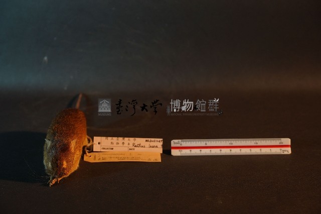 小黃腹鼠藏品圖，第2張