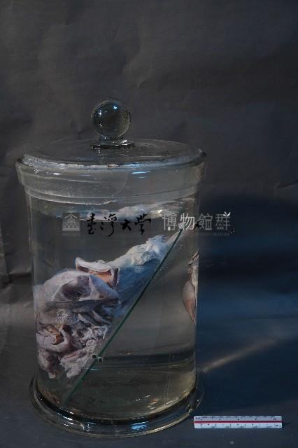 哺乳動物的內部器官藏品圖，第2張