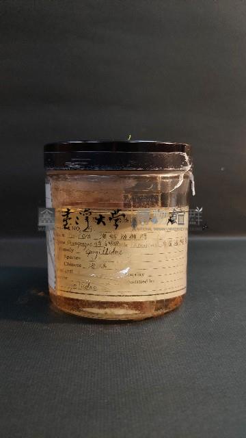 海綿藏品圖，第2張