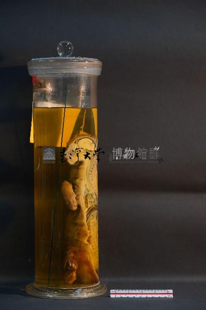 家貓的剖半藏品圖，第2張