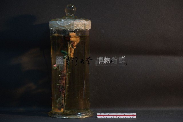 兔的消化系統藏品圖，第2張