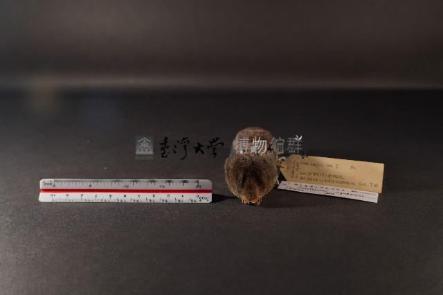 山階氏鼩鼱藏品圖，第2張