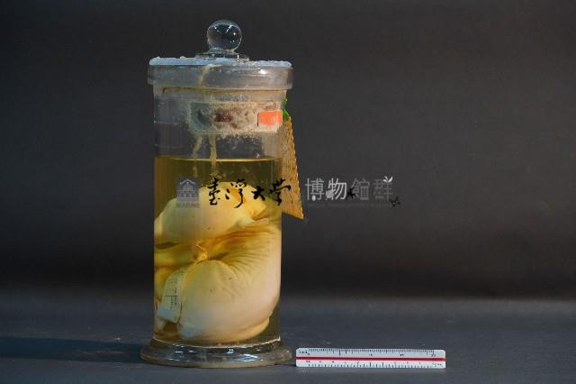 鹿的胎兒藏品圖，第2張