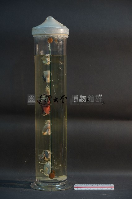 貓與狗之內分泌器官藏品圖，第2張