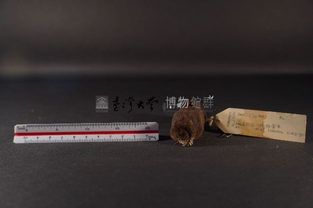 日本鼩鼴藏品圖，第2張