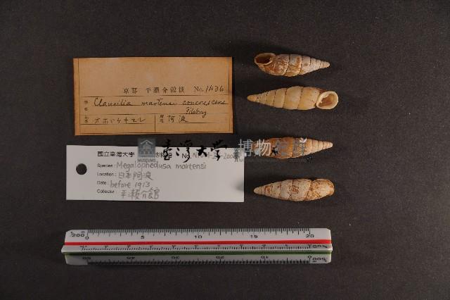 煙管螺藏品圖，第2張