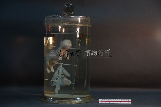 初出生之貓藏品圖，第2張
