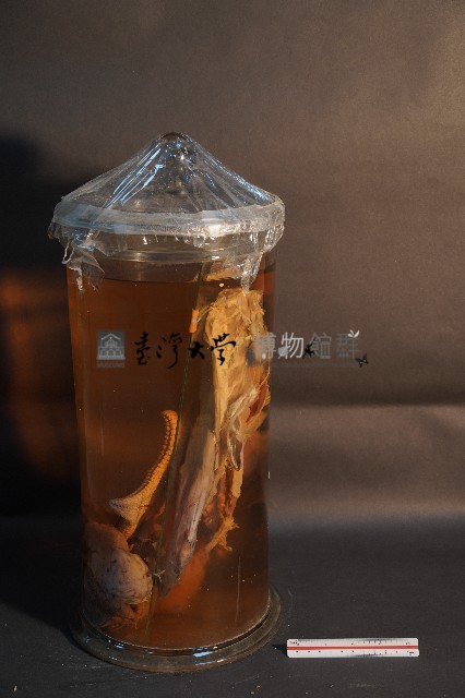 哺乳類的解剖+海星+螳螂蝦+海膽藏品圖，第2張