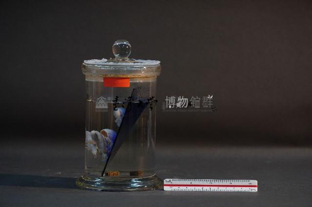 臺灣穿山甲的胎兒在母體內發育過程藏品圖，第2張