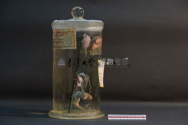 袋鼠之排泄系統藏品圖，第2張