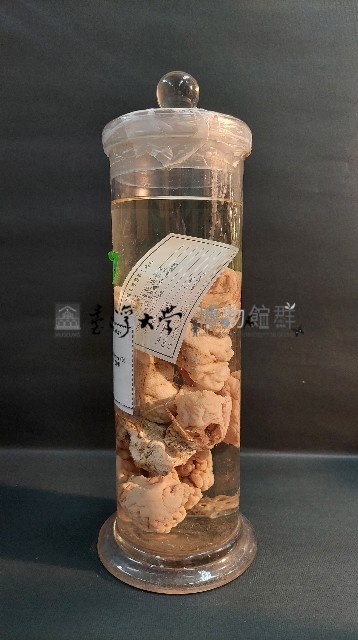 海綿藏品圖，第2張