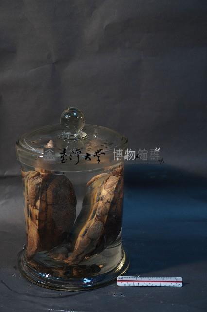 龜藏品圖，第2張