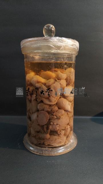 海兔藏品圖，第2張