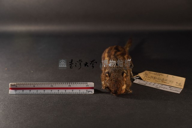 隱紋花松鼠藏品圖，第2張