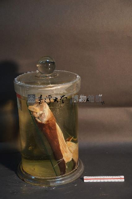 家犬(腿之切面)藏品圖，第2張