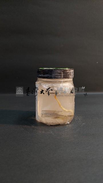 海豆芽藏品圖，第2張