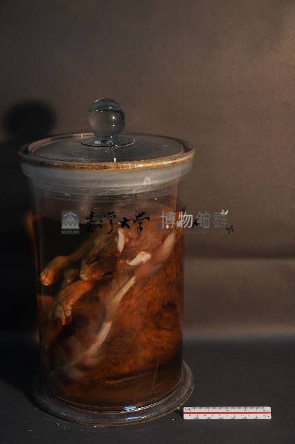 麝香貓藏品圖，第2張