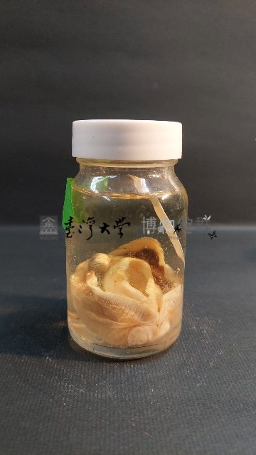 粗飾蚶藏品圖，第2張