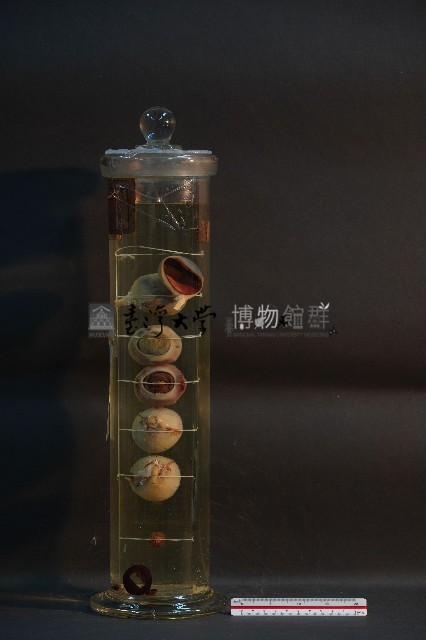 牛之眼球藏品圖，第2張