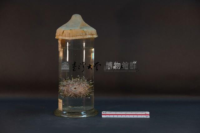 石筆海膽藏品圖，第2張