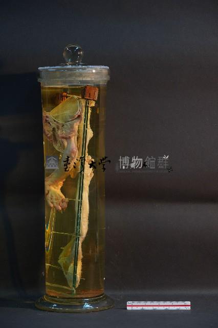 貓之前肢藏品圖，第2張