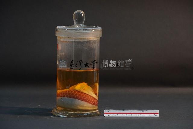 臺灣穿山甲胎兒(含子宮)藏品圖，第2張