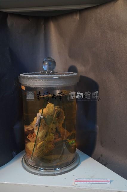 哺乳類的內部器官藏品圖，第2張