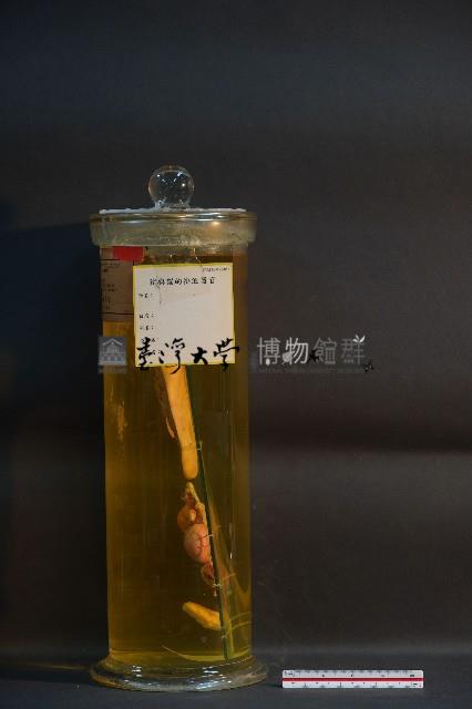 豚及貓之排泄器官藏品圖，第2張