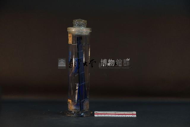 珍珠貝藏品圖，第2張