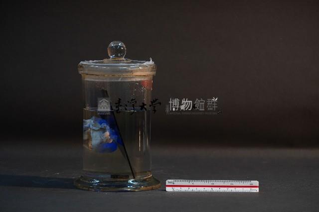 哺乳類的子宮與胚胎藏品圖，第2張