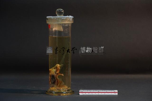 蝙蝠成體與胚胎藏品圖，第2張
