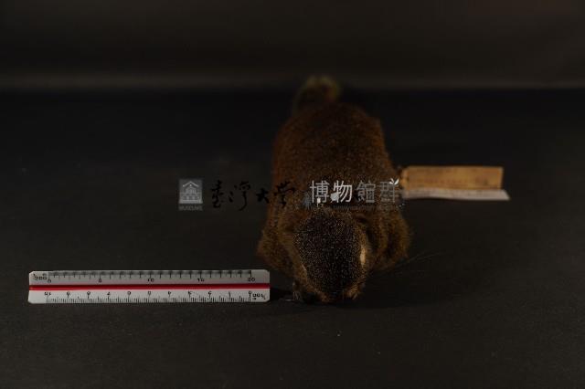 赤腹松鼠藏品圖，第2張