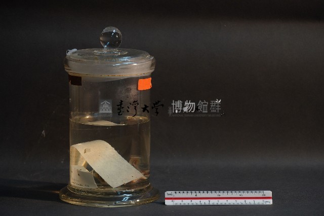 蝙蝠藏品圖，第2張