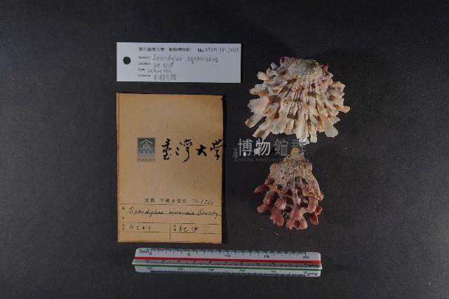 魚鱗海菊蛤藏品圖，第2張