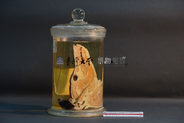 家犬(頭部縱切面)藏品圖，第2張