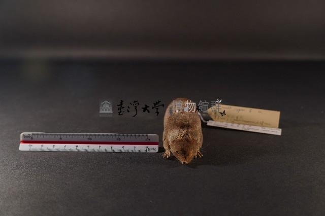 臭鼩藏品圖，第2張