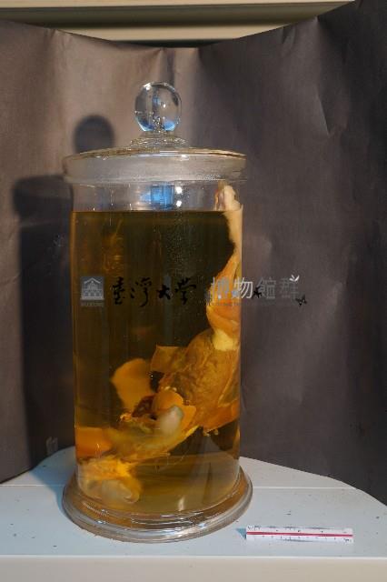 兔的解剖藏品圖，第2張