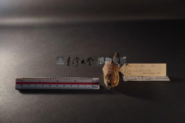 月鼠藏品圖，第2張