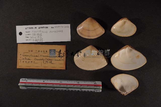 半布目淺蛤藏品圖，第2張