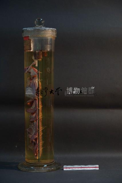 貓之消化系統解剖藏品圖，第2張