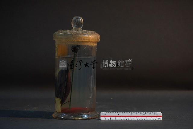 土蚌藏品圖，第2張