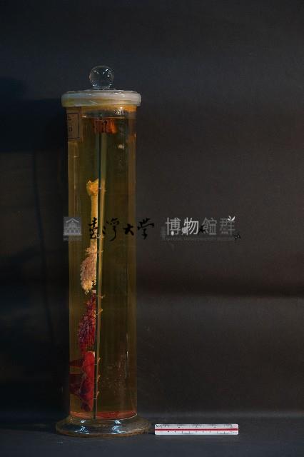 貓之呼吸器官/ 肺臟(貓) (解剖色素注射)藏品圖，第2張