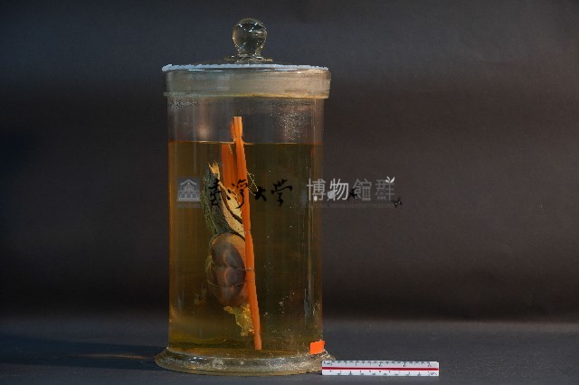 哺乳類胃及肝藏品圖，第2張
